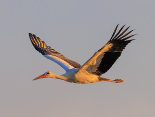 cigogne en vol