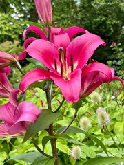Beautiful pink lilies in full bloom, taken in an English  garden.  Close Up. No people. 
