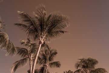 Fototapeta premium Coconut Palm trees on Key Largo in the Florida Keys