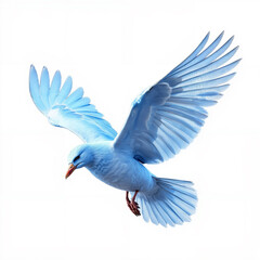 white dove isolated on white background