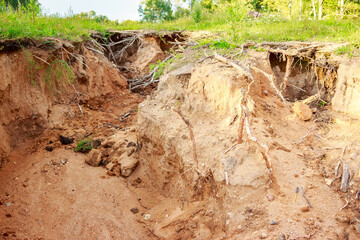 Erosion of a sandy slope with protruding tree roots