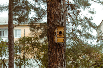 Rustic Birdhouse on Pine Tree