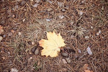 autumn leaves on the ground