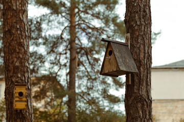 Birdhouse on Pine Tree