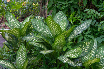 Healthy Dieffenbachia Seguine plant (Dumbcane, Leopard Lily, Tuftroot) is a species of Dieffenbachia, of the family Araceae.