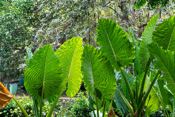 Alocasia Macrorrhizos (Giant Taro, Giant Alocasia, Egyptian Lily, Cunjevoi, Elephant's Ear, Western...