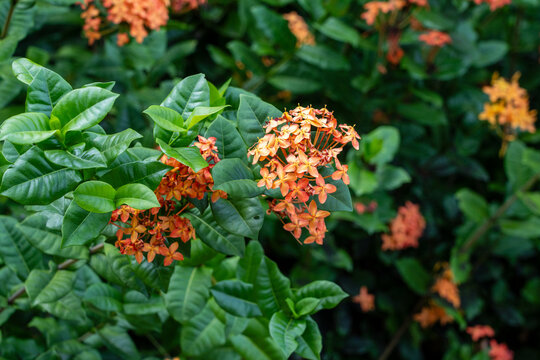 Orange Ixora (Ishwara, West Indian Jasmine, Jejarum, Viruchi, Jungle Flame, Jungle Geranium) in Sabah Agriculture Park, Tenom, Malaysia (Borneo)