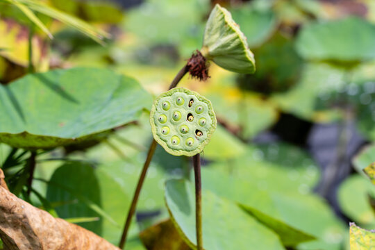 Green lotus seed pod (Water Lily flower seed pod) in focus amongst water lily pads in pond.