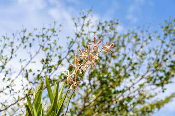 Aranda Deborah Orchid Flower (Arachnis hookeriana and Vanda lamellata cross) yellow white and pink.