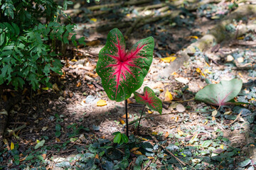 Caladium Bicolor (Heart of Jesus Plant) 