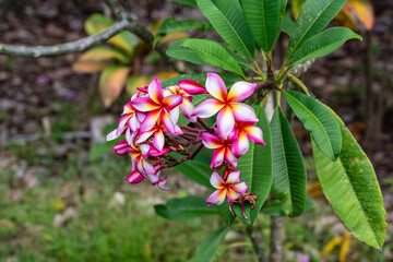 Plumeria Rubra (red frangipani, red jasmine, Red Paucipan, Common Frangipani, Temple Tree or Calachuchi) Flowers with white, pink, red and yellow.