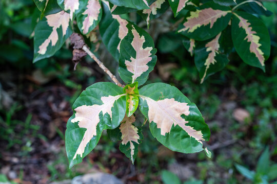 Green and White Graptophyllum Pictum (Caricature Plant, White Adulsa) is a shrub in the Acanthaceae family, native to New Guinea.