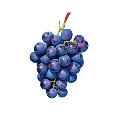 Blue grapes bunch isolated on white background. Generative AI