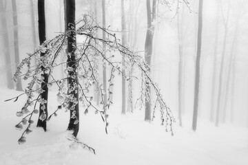 Beech trees trunks in beech forest © Tom Pavlasek