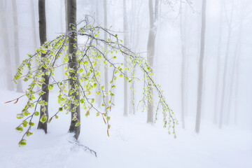 Beech trees trunks in beech forest © Tom Pavlasek