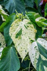 Green Acalypha Wilkesiana (Copperleaf, Flamengueira, Jacob's Coat) Variegated leaves and flower.