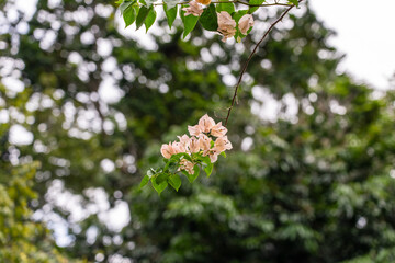 Orange or Peach Bougainvillea Spectabilis (Great Bougainvillea, Paper Flower). It is native to Brazil, Bolivia, Peru, and Argentina's Chubut Province.