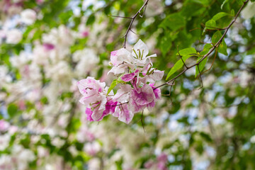 Pink and White Variegated Bougainvillea Spectabilis (Great Bougainvillea, Paper Flower). It is native to Brazil, Bolivia, Peru, and Argentina's Chubut Province.
