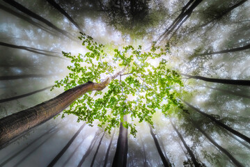 Spring beech trees