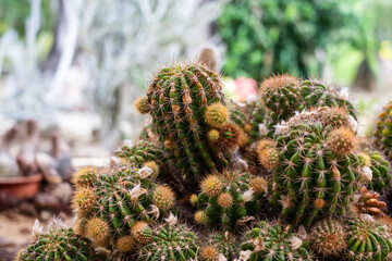 Cluster of Echinopsis Oxygona (Green Cactus, Eyries Cactus, Easter Lily Cactus or Sea-Urchin...