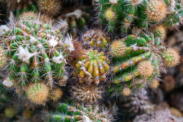 Cluster of Echinopsis Oxygona (Green Cactus, Eyries Cactus, Easter Lily Cactus or Sea-Urchin Cactus) of the Cactaceae family.