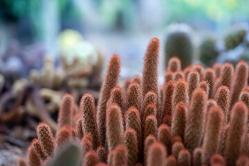Mammillaria Elongata (Ladyfinger Cactus) and other Cactii in Cacti garden, Sabah Agriculture Park,...