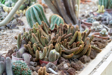 Mammillaria Elongata (Ladyfinger Cactus) and other Cactii in Cacti garden, Sabah Agriculture Park,...
