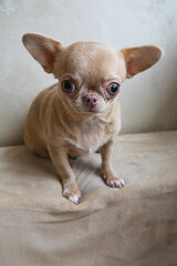 Mini chihuahua dogs is sitting, dog age 1 year