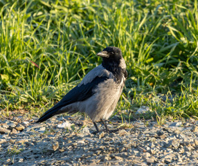 Hooded crow (Corvus cornix) has a striking appearance, with contrasting black head, neck, wings and tail on a gray body. The gray plumage has a slightly streaked appearance due to the darker feathers.