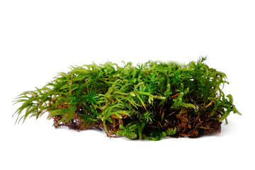 Natural green moss on a white isolated background.
