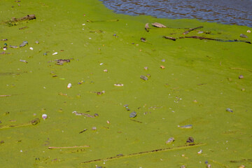 Close-up with a polluted water. The surface of a lake with dirty water and waste