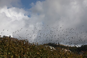 A group of starlings in the sky in October in Switzerland