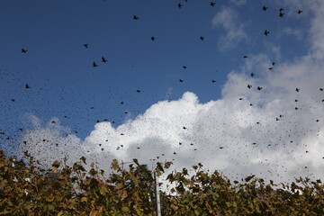 A group of starlings in the sky in October in Switzerland