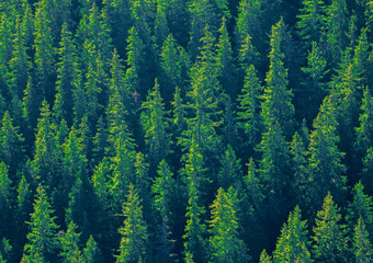 Green pine forest seen from above