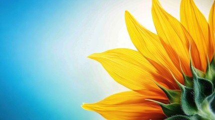 Obraz premium Sunflower close-up with blue sky and bright yellow flower in the foreground