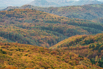 A Stunning and Vibrant Autumn Forest Landscape Brimming with Colorful and Diverse Foliage