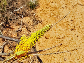 Flowers of Honey grevillea or yellow flame grevillea (Grevillea eriostachya), endemic to arid and semi-arid areas of Western Australia
