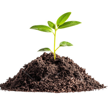 recommend clip art: Plant Sprouting from Soil on transparent background