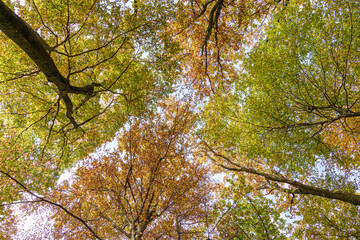 Enjoy the Captivating Canopy View from the Forest Floor and revel in natures beauty
