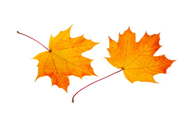 Autumn maple leaf