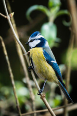 Blaumeise