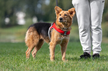 Dog on nature sunny day on the green grass. Owner walk with a dog