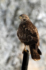 Mäusebussard