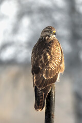 Mäusebussard
