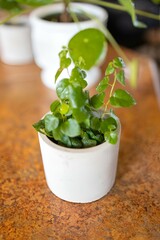 Potted plant with several leaves set on the table