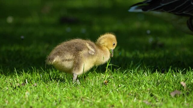 a baby gray goose runs across the grass and eats young blades of grass