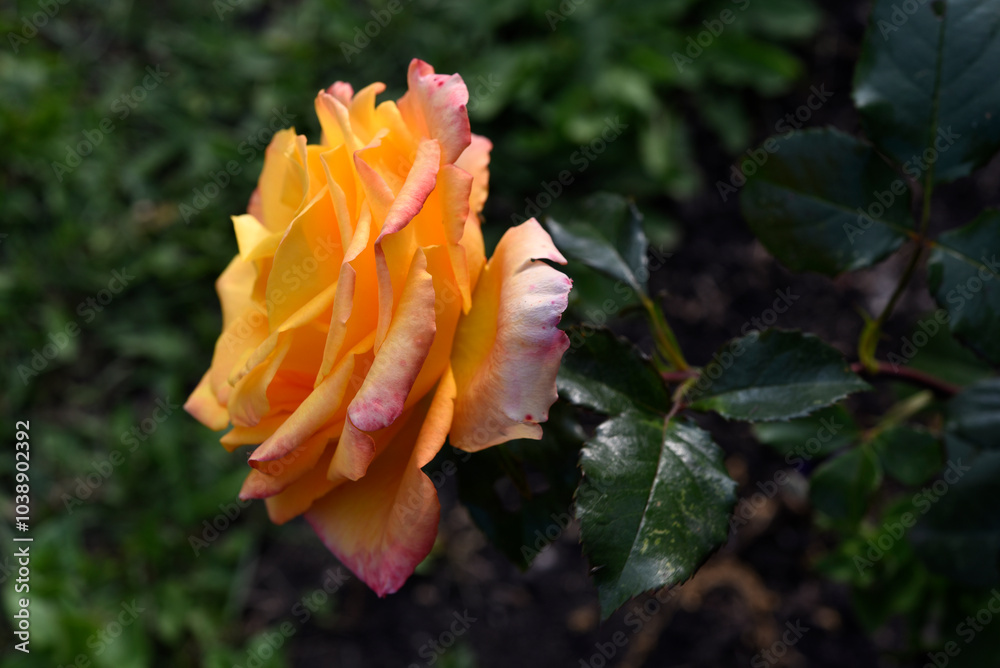 Wall mural Orange roses speckled on a bush. Beautiful orange flower. Garden roses.