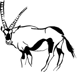 Oryx de profil © Alice