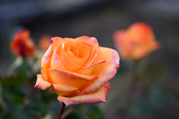 Orange roses speckled on a bush. Beautiful orange flower. Garden roses.