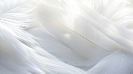Obraz premium A close-up of delicate white feathers, showcasing their soft texture and intricate patterns.
